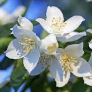 Meet your Posher, Jasmine